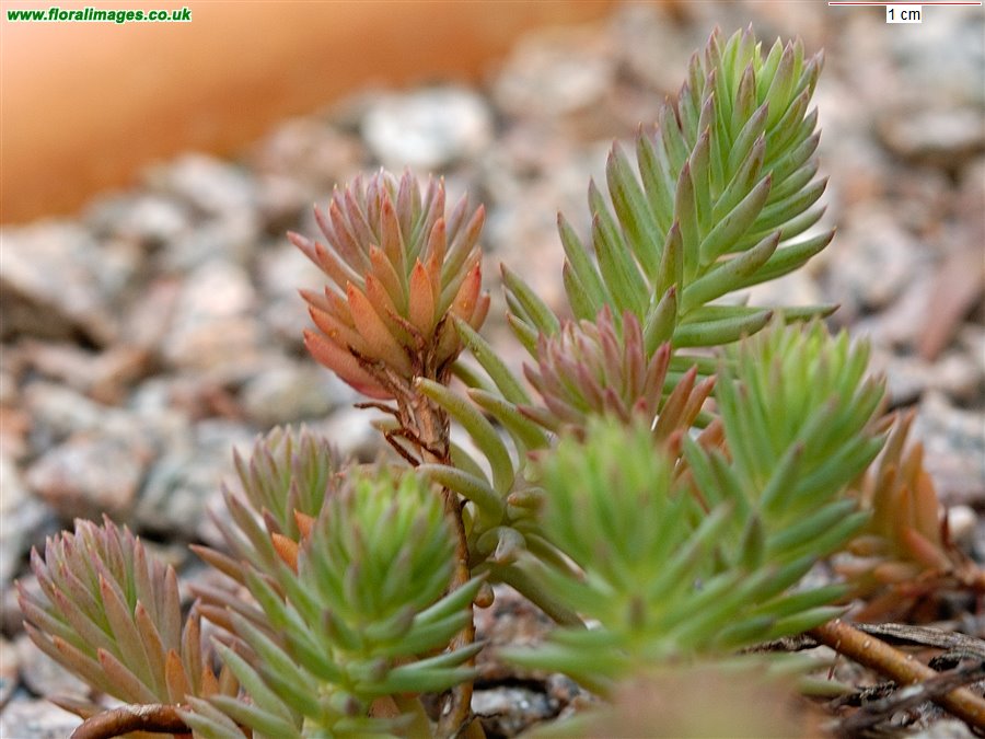 Petrosedum rupestre