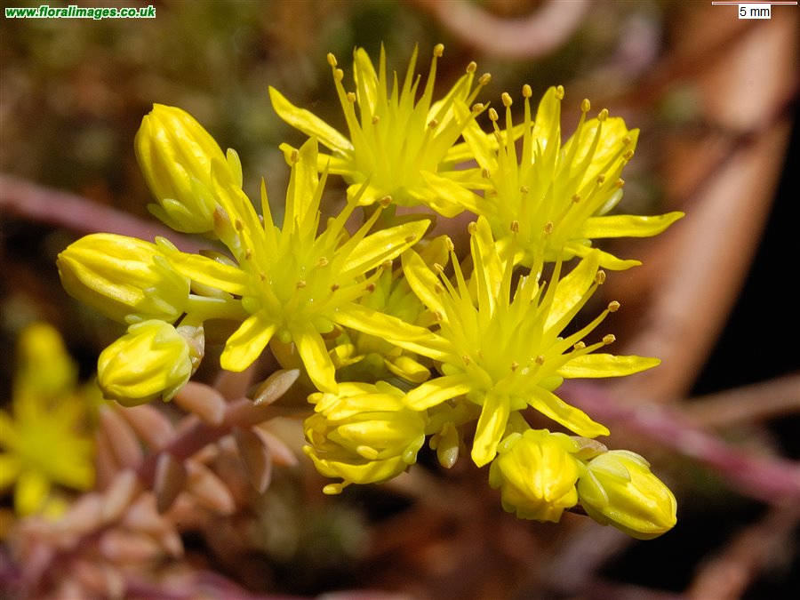 Petrosedum rupestre
