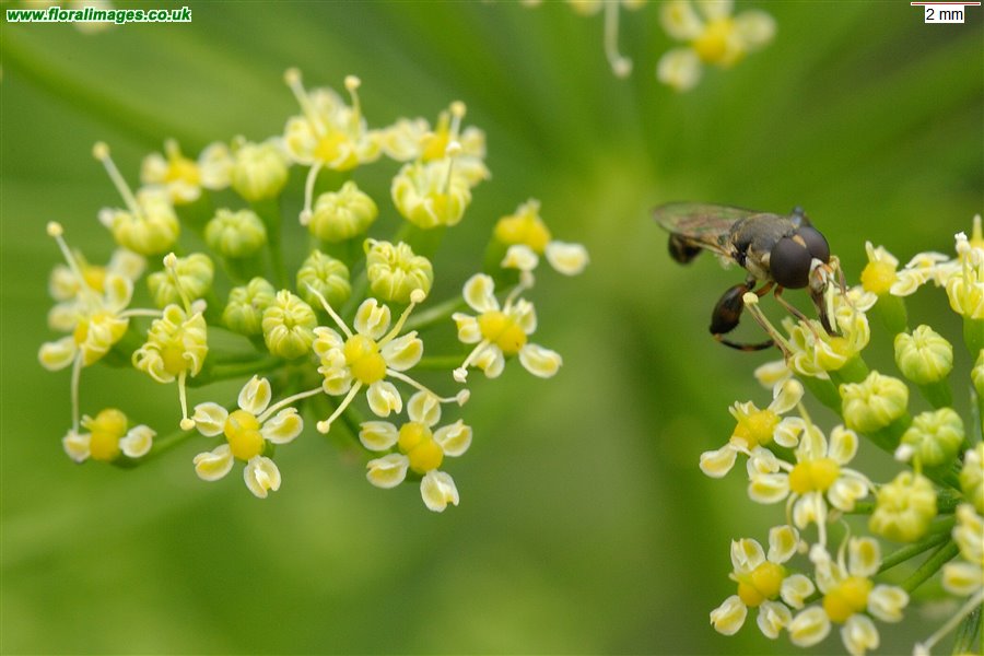 Petroselinum crispum