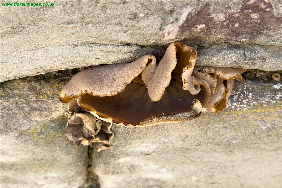 Peziza spp.