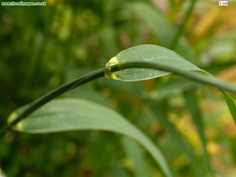 Phalaris arundinacea