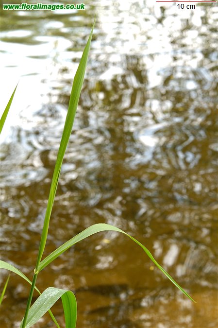 Phalaris arundinacea