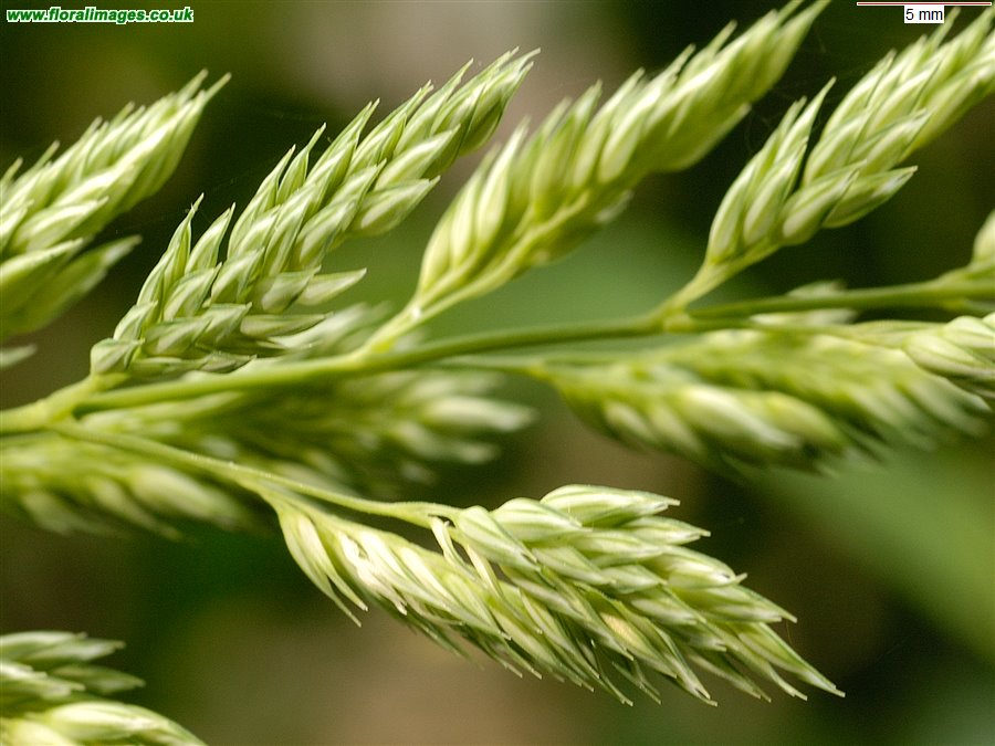 Phalaris arundinacea