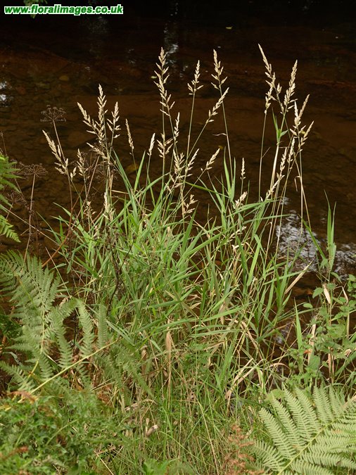 Phalaris arundinacea