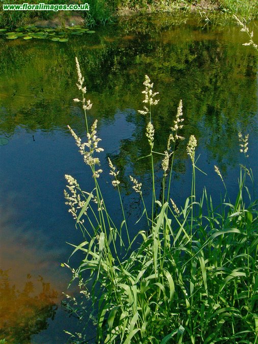 Phalaris arundinacea