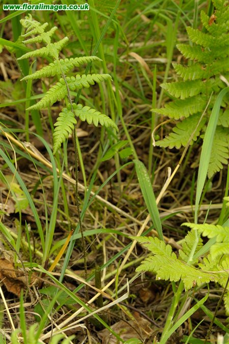Phegopteris connectilis