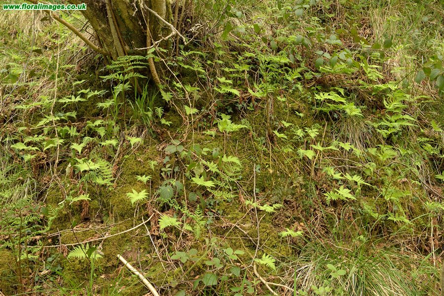 Phegopteris connectilis