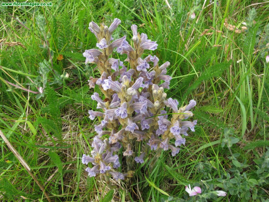 Phelipanche purpurea