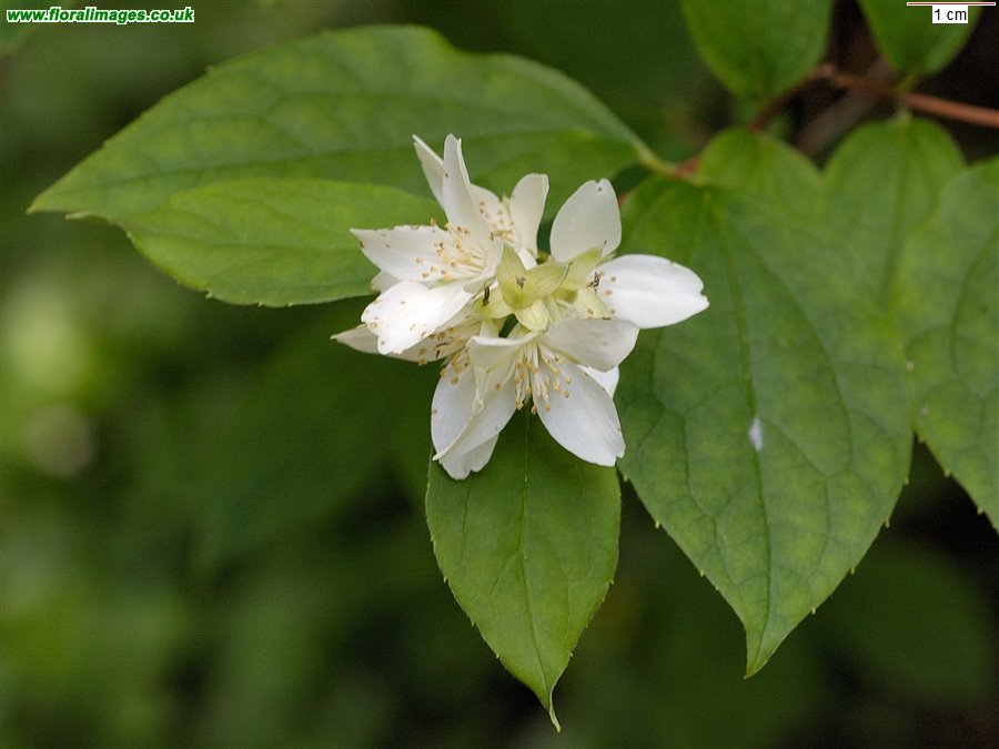 Philadelphus coronarius
