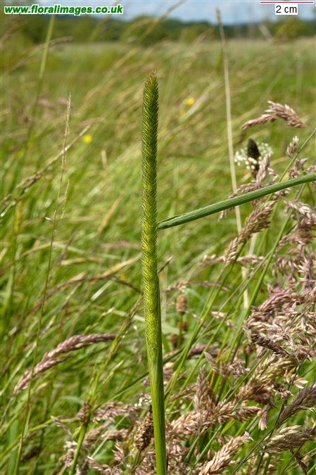 Phleum pratense
