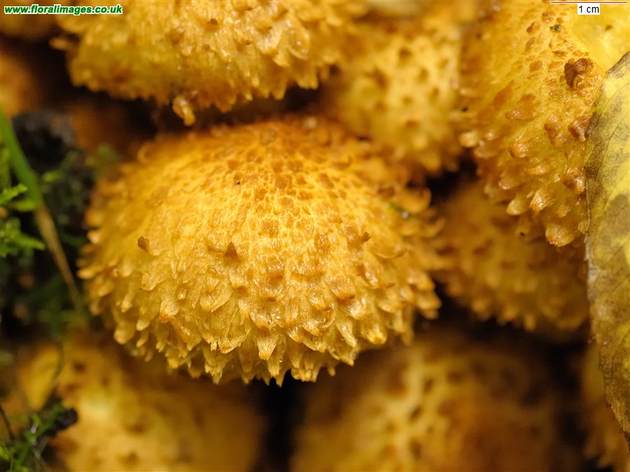Pholiota squarrosa
