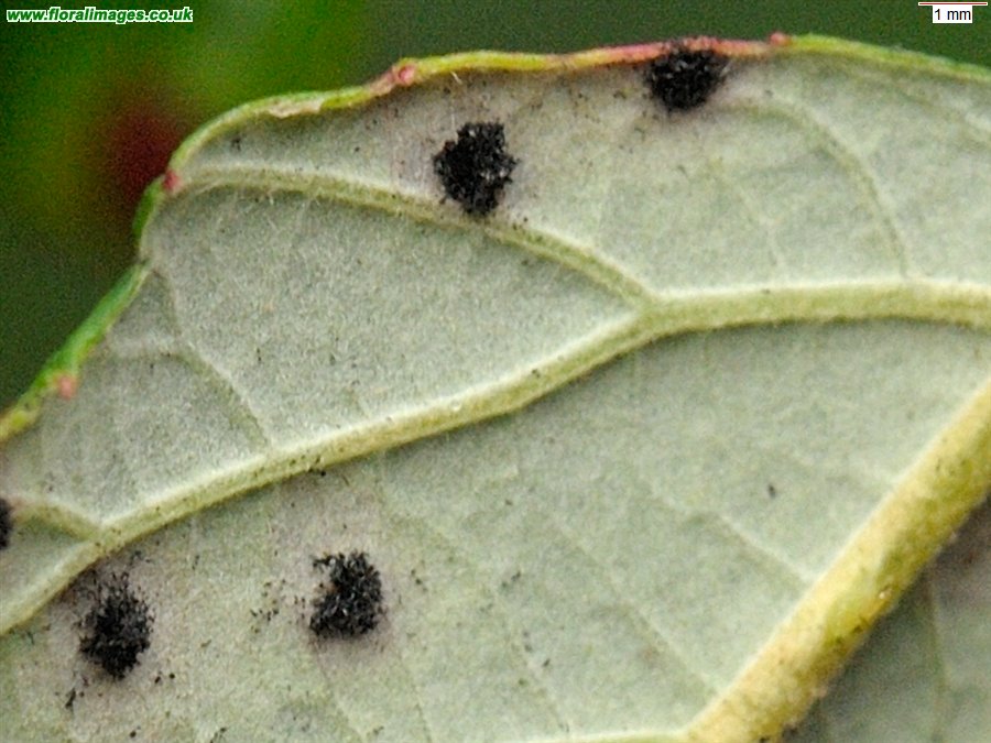 Phragmidium sp.
