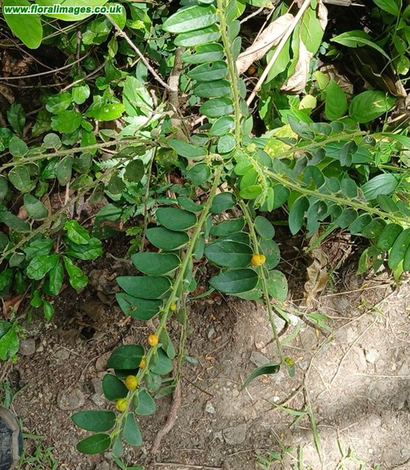 Phyllanthus urinaria