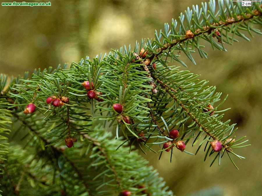 Picea omorika