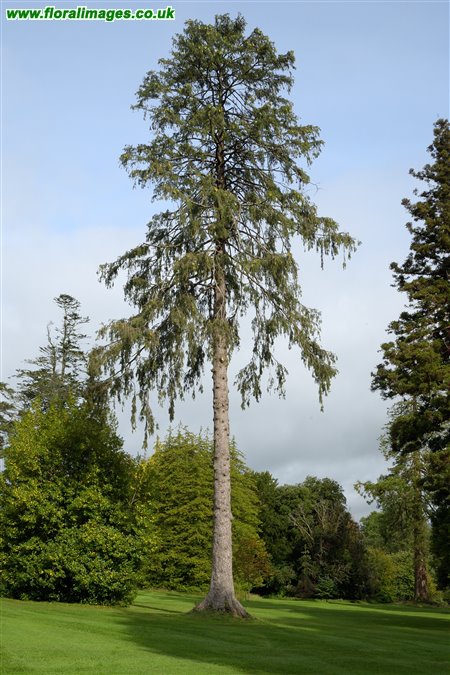 Picea smithiana