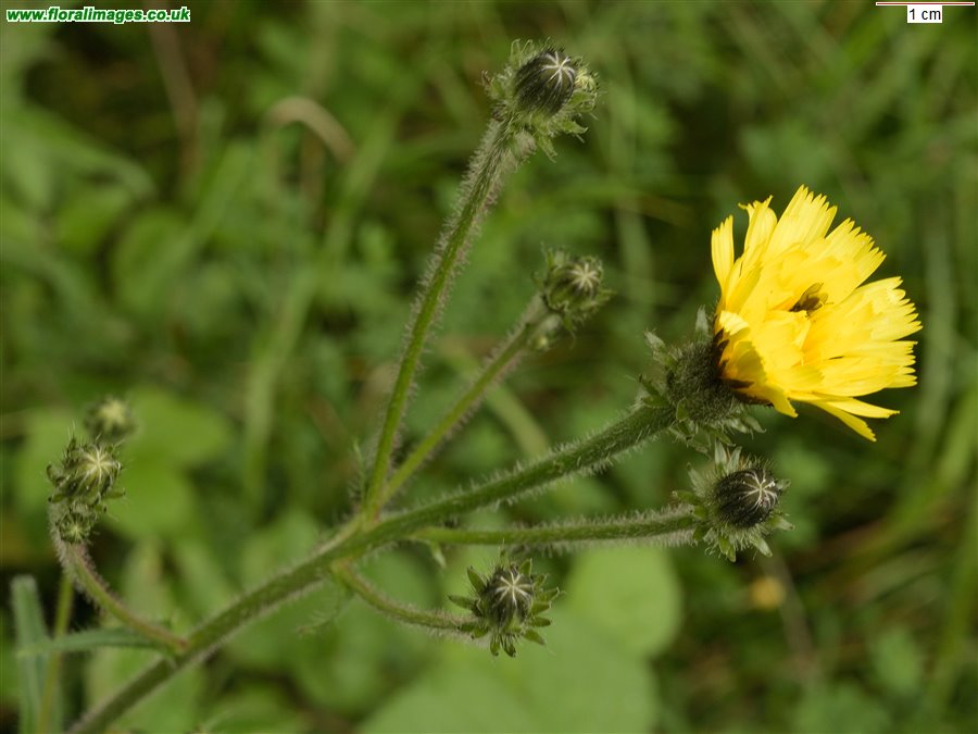 Picris hieracioides