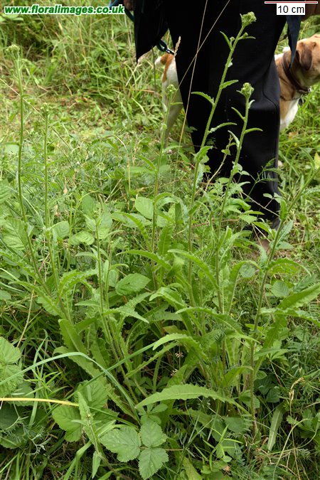 Picris hieracioides