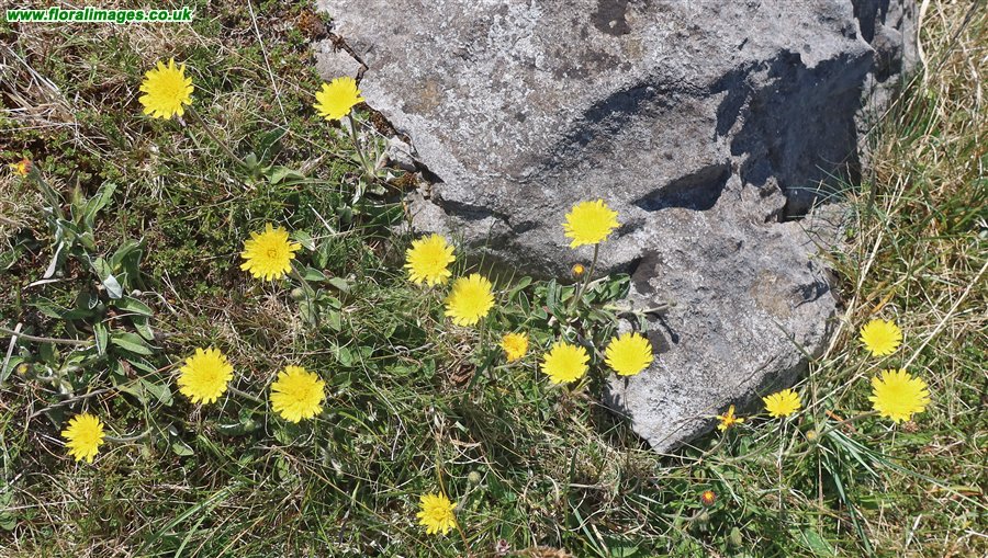 Pilosella officinarum