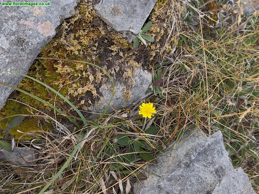 Pilosella officinarum