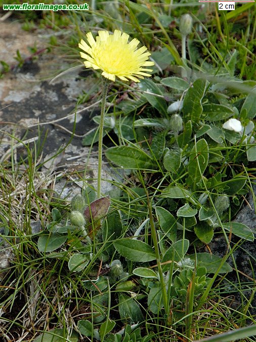 Pilosella officinarum