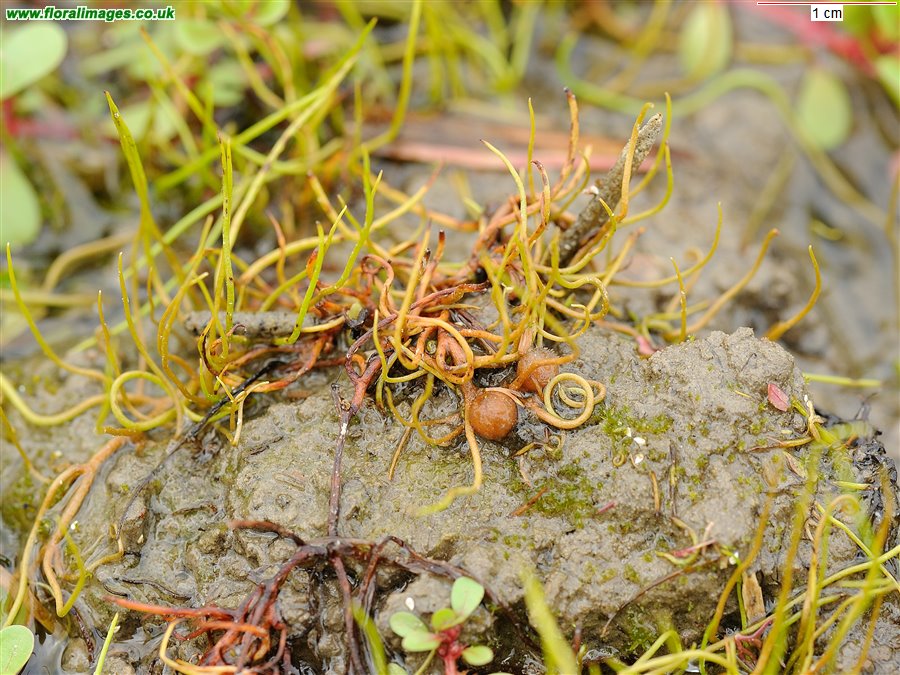 Pilularia globulifera