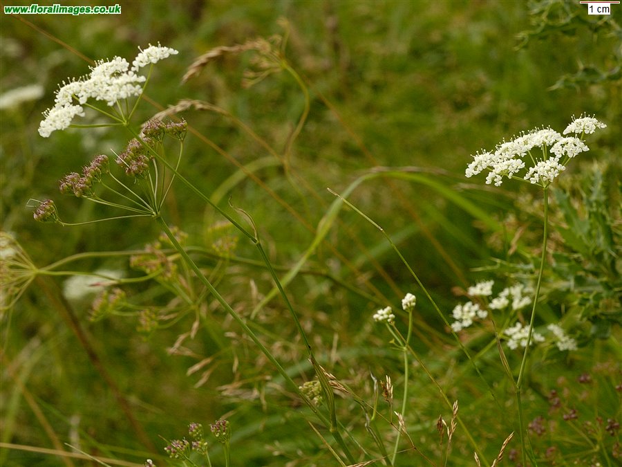 Pimpinella saxifraga