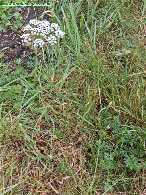 Pimpinella saxifraga
