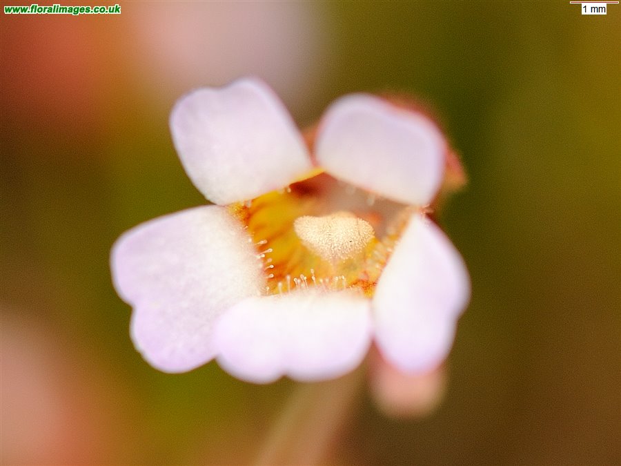 Pinguicula lusitanica