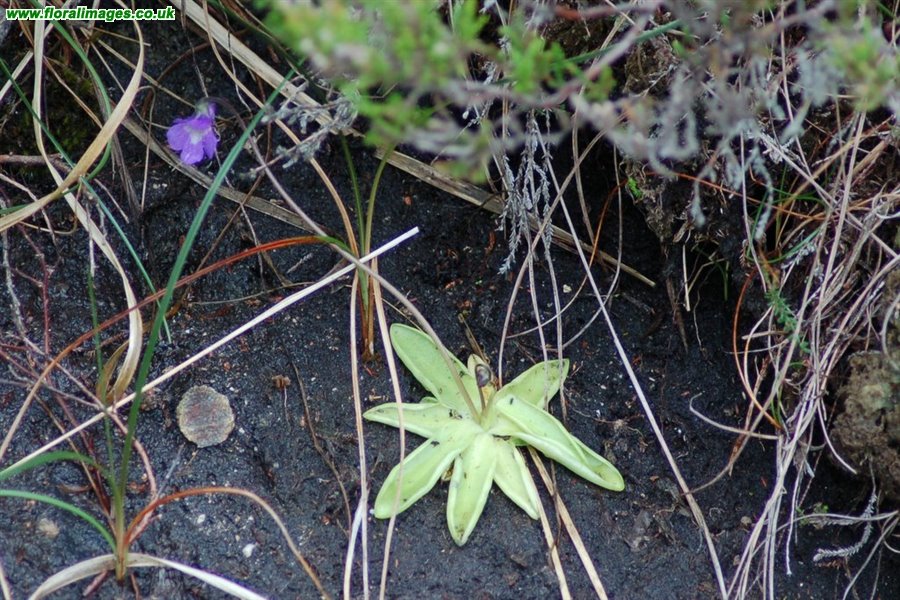 Pinguicula vulgaris