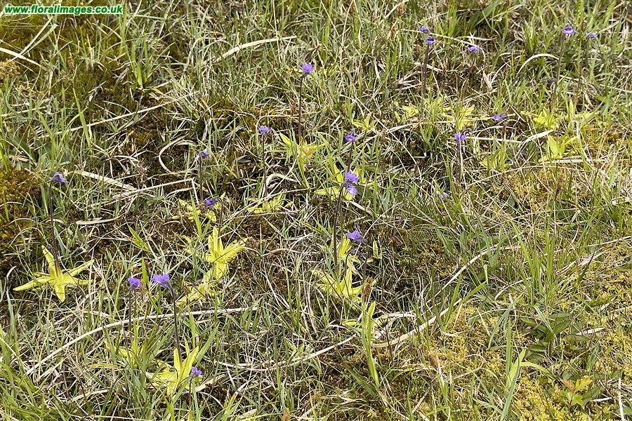 Pinguicula vulgaris