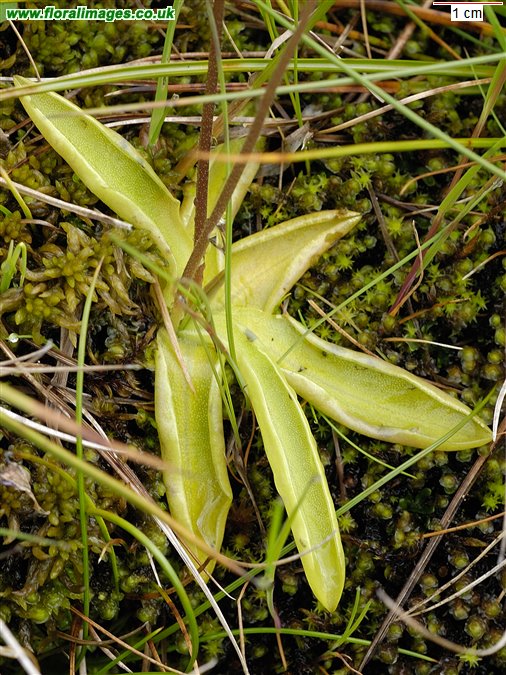 Pinguicula vulgaris
