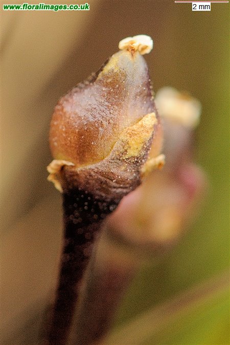 Pinguicula vulgaris
