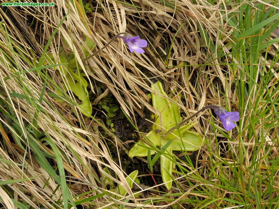 Pinguicula vulgaris