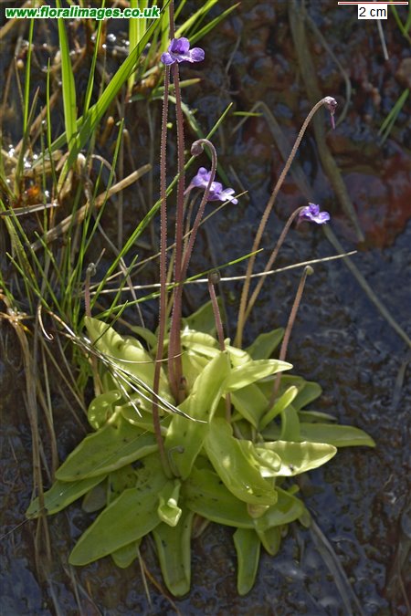 Pinguicula vulgaris