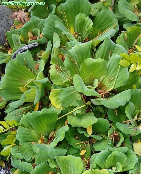 Pistia stratiotes