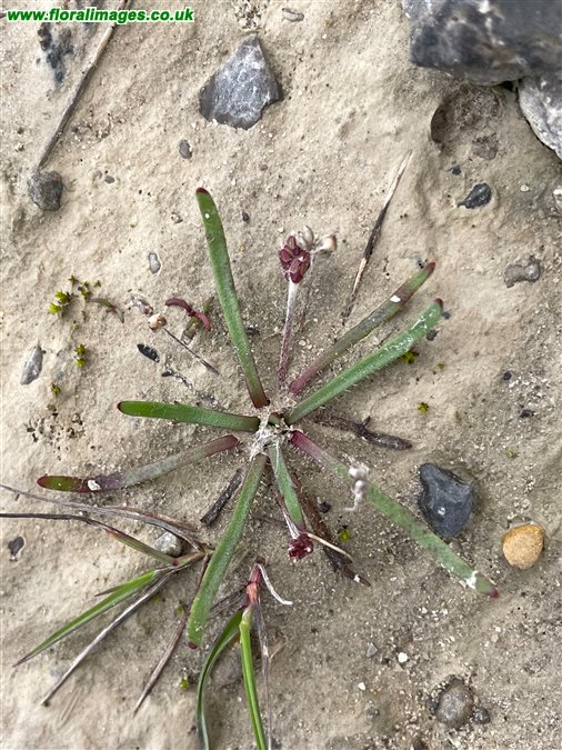 Plantago coronopus