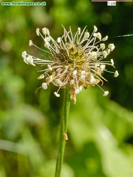 Plantago lanceolata
