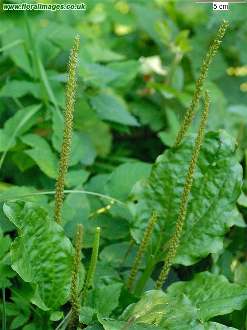 Plantago major