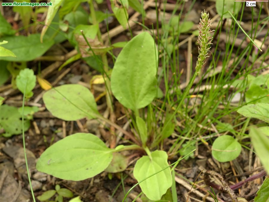 Plantago major