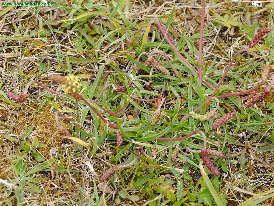 Plantago maritima