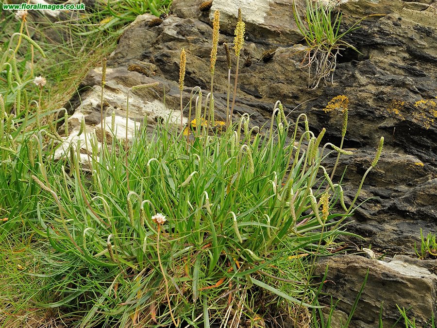Plantago maritima