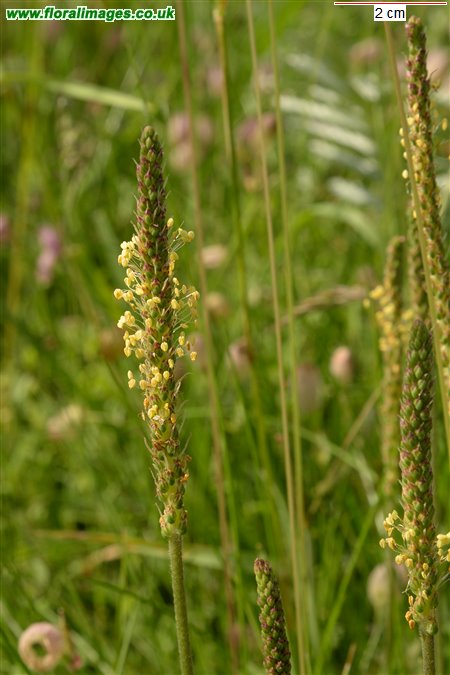 Plantago maritima