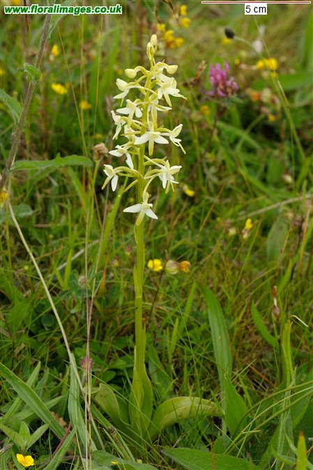 Platanthera bifolia