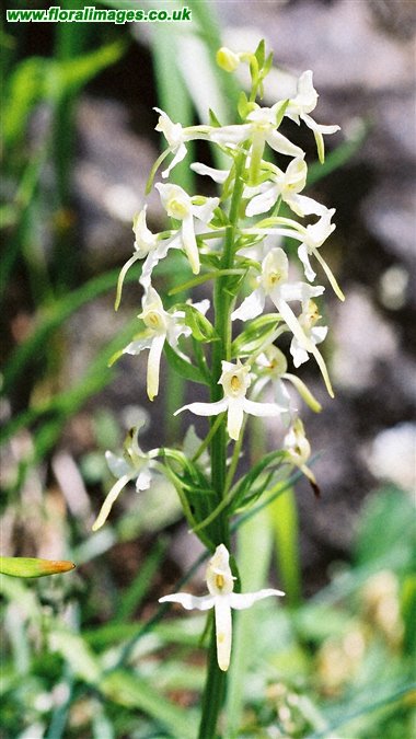 Platanthera bifolia