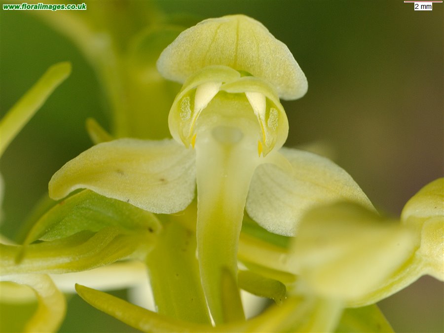 Platanthera chlorantha