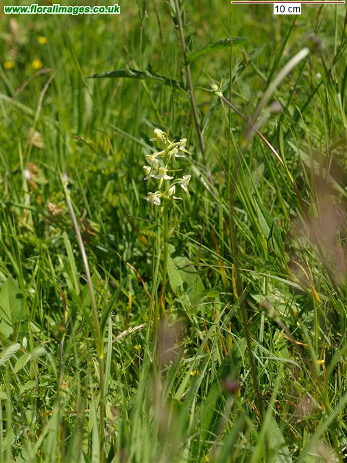 Platanthera chlorantha