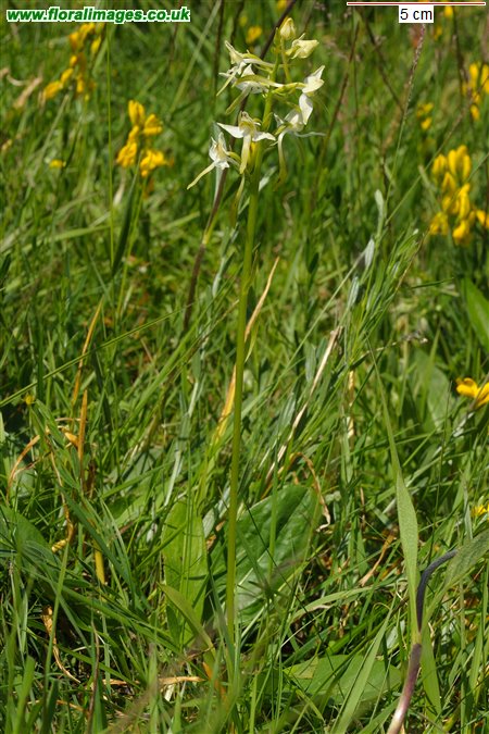 Platanthera chlorantha