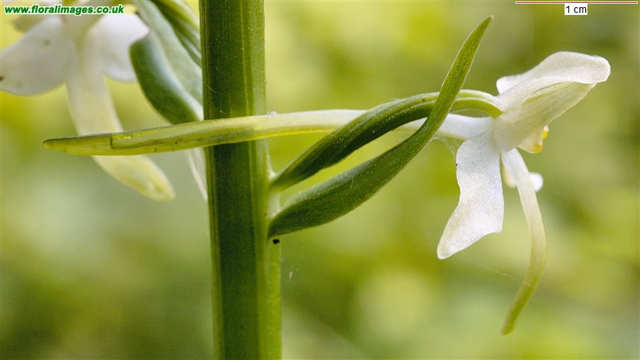 Platanthera chlorantha