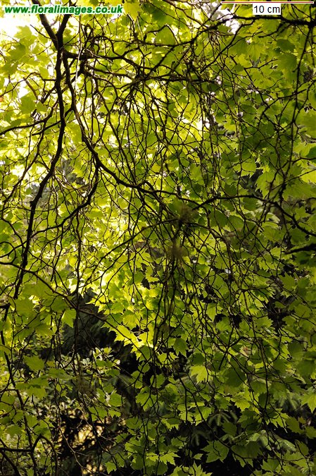 Platanus x hispanica