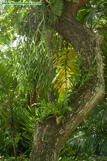 Platycerium coronarium